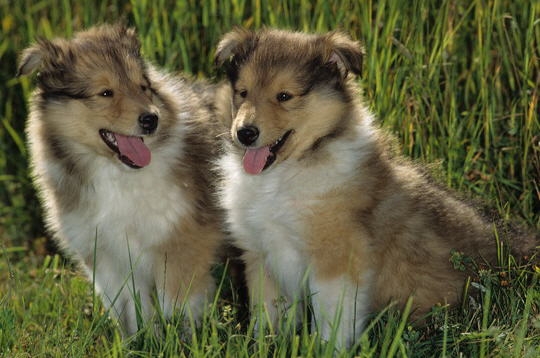 fréres et soeurs de coeur